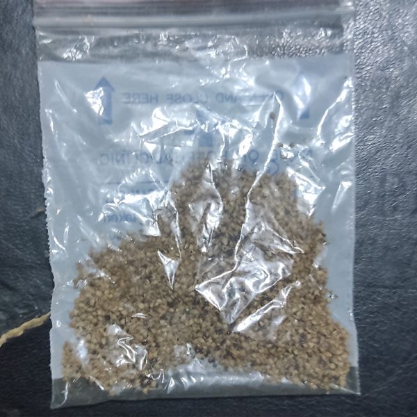 Amaranth Green Seed