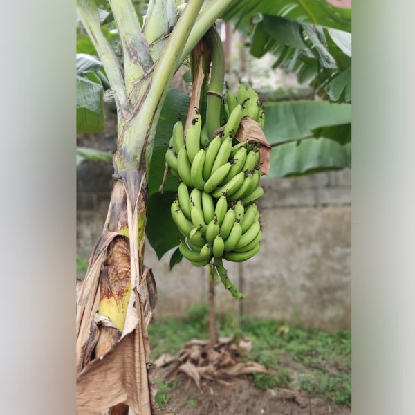 Banana Suckers