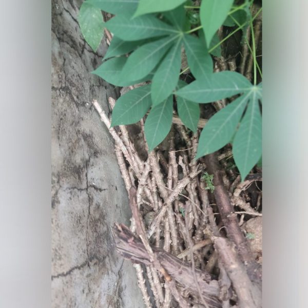Cassava Stems