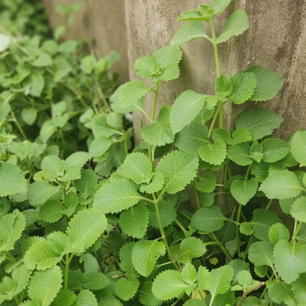 Cuban Oregano Stems