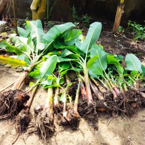 Plantain Suckers