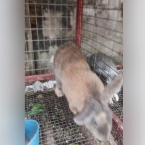 Rabbit