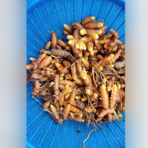 Turmeric Seeds